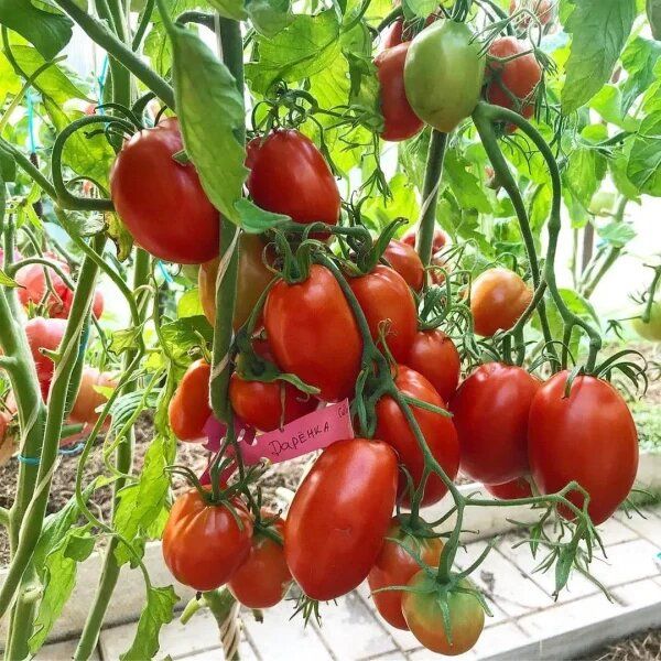 ����� �������: ������� ��������� ������ ��� ������� �������