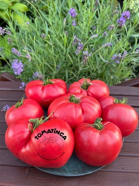 Гном Монстр Сонроджо: крупноплодный карлик для теплицы и кухни