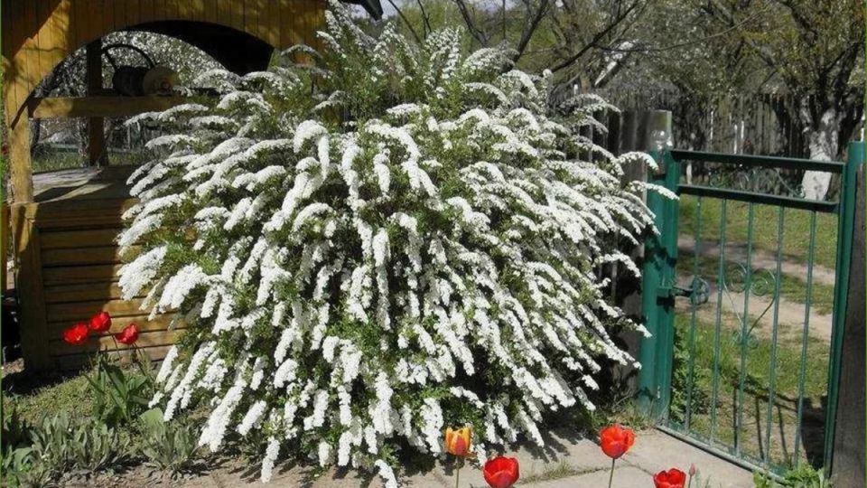 �����, ��� ����� ������ �����: ��� ������� � ������ ������� �������� ���