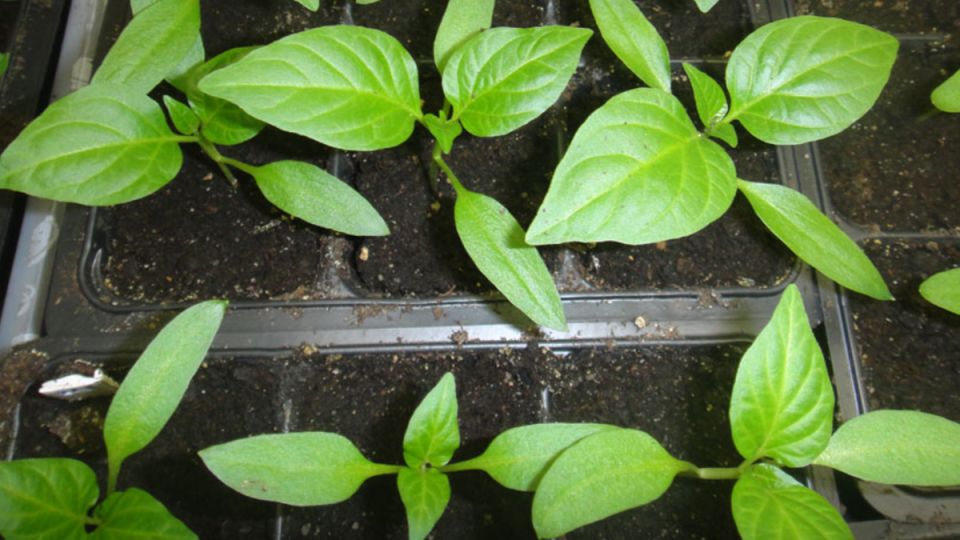 Уход за рассадой перца: как первая подкормка поддерживает мощную корневую систему