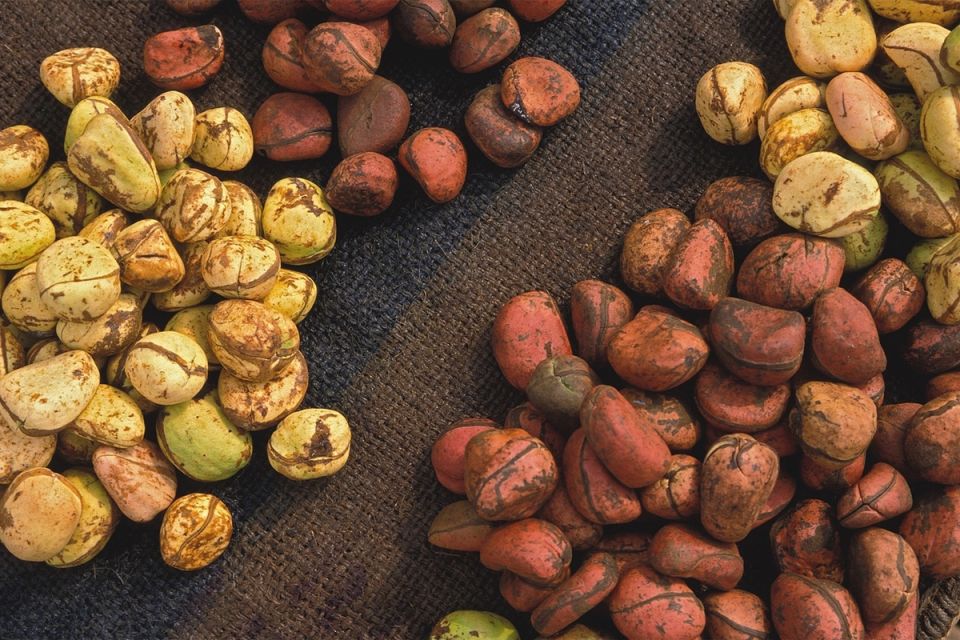 Орех колы: как растение, давшее имя напитку, осталось в легенде, а формула изменилась