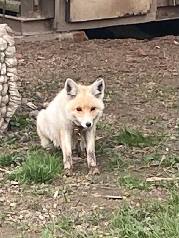 Тихая война за курятник - Как защитить своих кур от незваных лесных гостей!