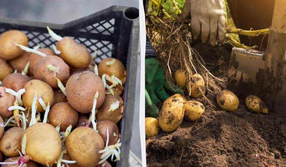 Как увеличить урожай картошки: проращивание и нарезка в двух простых шагах