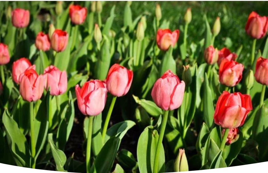 Тюльпаны Триумф: Как создать весенний цветочный шедевр в саду