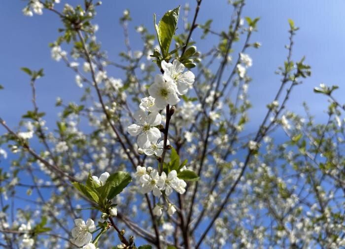 Как защитить растения без вреда для экологии: советы агронома