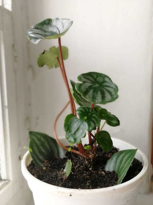 ������ �������� ��������� � ��������� ����� ��� ������ ����?