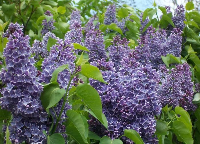 Идеальные соседи для сирени: хосты и ясколка войлочная