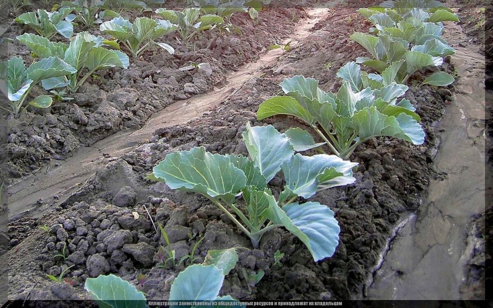 Как правильно окучивать капусту: секреты успешного роста