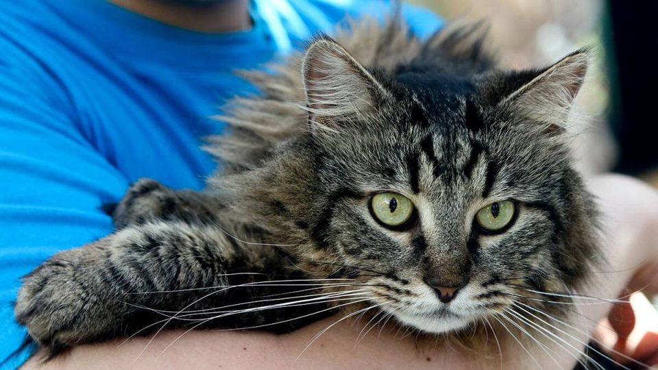 ��� ���� ���������� �������� ��������: ������������ � �����������