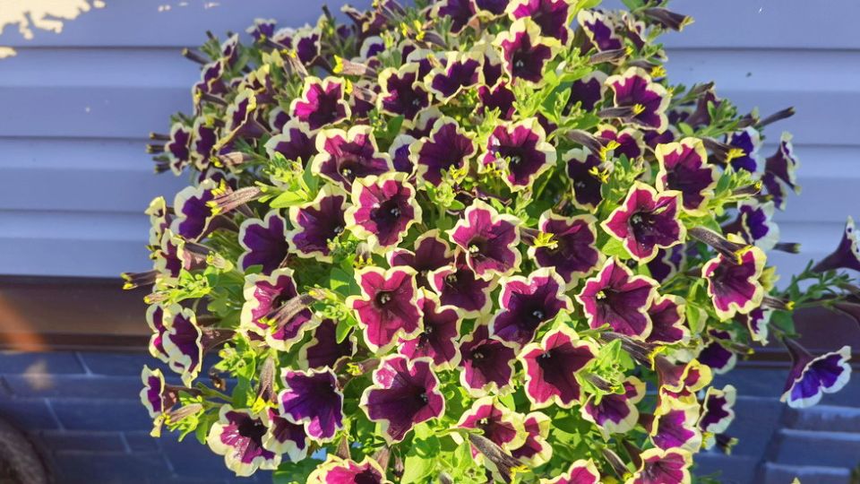 ��� ��������� �������� �������: ������ ��� ������� ��������