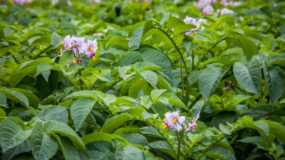 ��� �������� �������� ���������� ������� ��� ������� �� ������������ ����