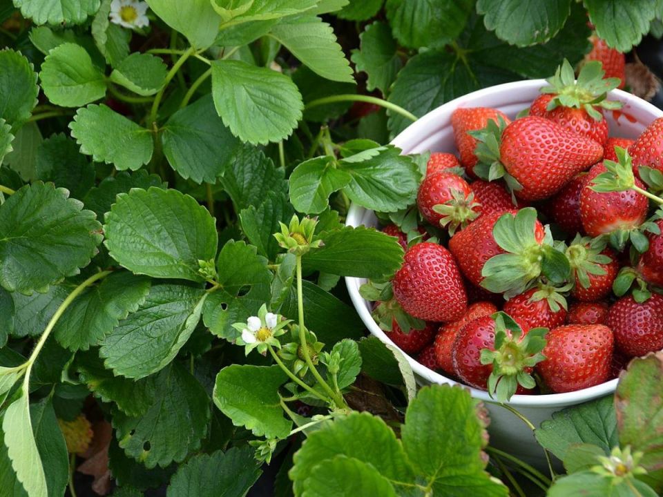 ������ ������� ������ ��������: ��� ������� ������ ����� ��� � ���