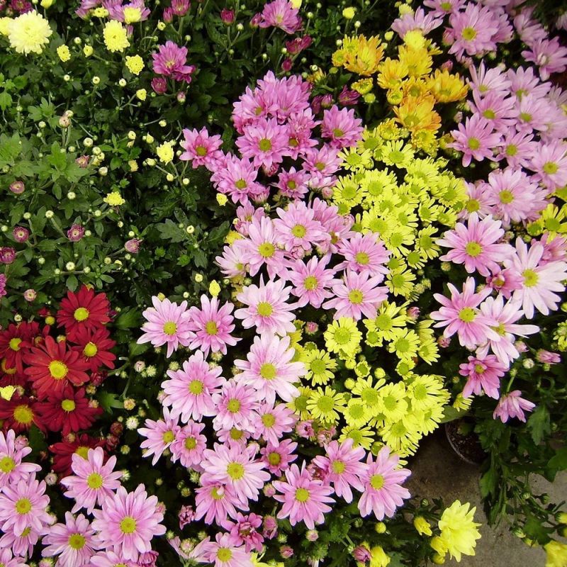 ������ ����� ��������� ��������� ��� �������� ����