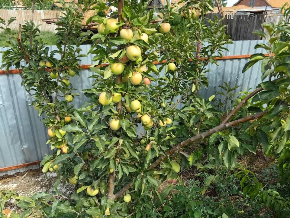 ��� ��������� �� �������� ������: ������ ������ ��� ���������