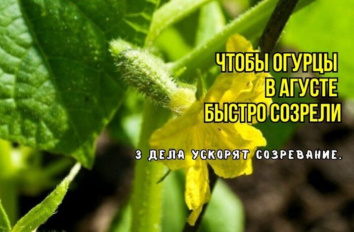 ��� �������� ���������� ������� � �������: ������� ������ ��� ������� ��������