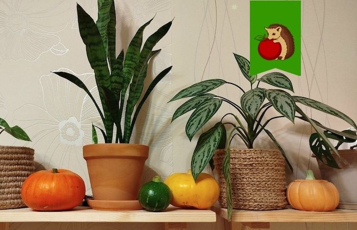 ������� ������� ������: ��� ��������� ���� ��� ������������ ��������