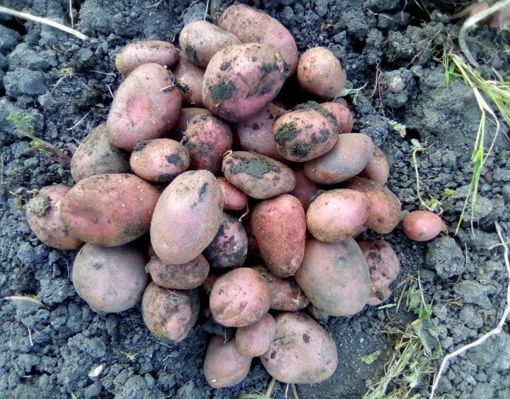 ������� �������� ��������: ��� �������� ���������������� ������