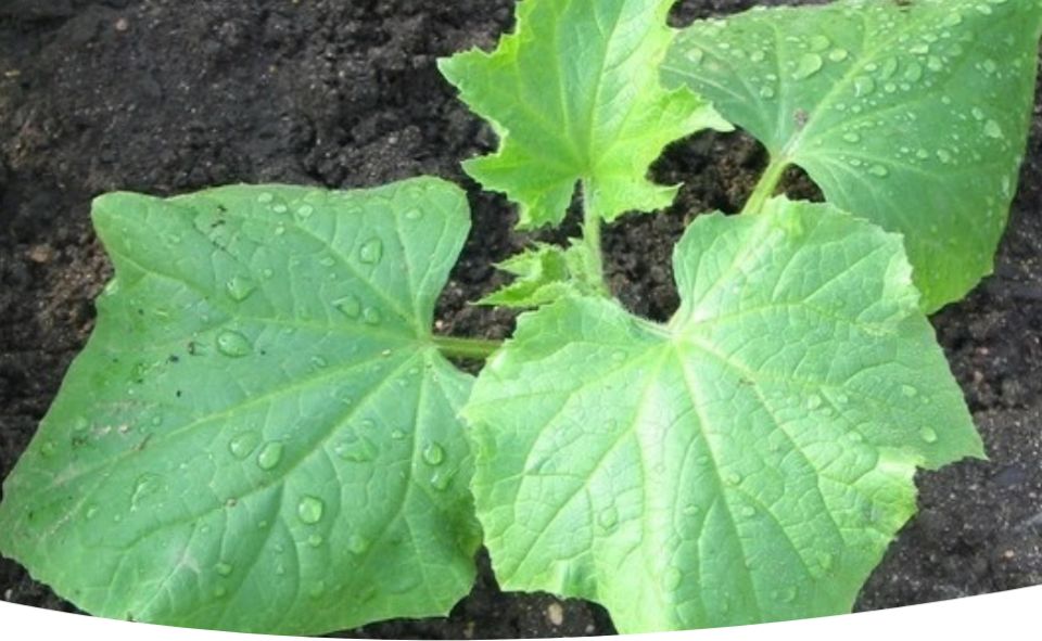 ��� ��������� ������� ������: ������� ��������� �������