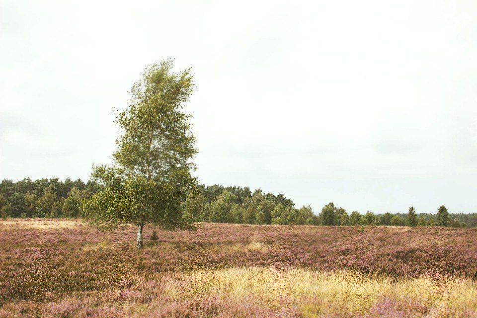 ������� ���� � ��������: ������� ����������� ���������� ���������� ������