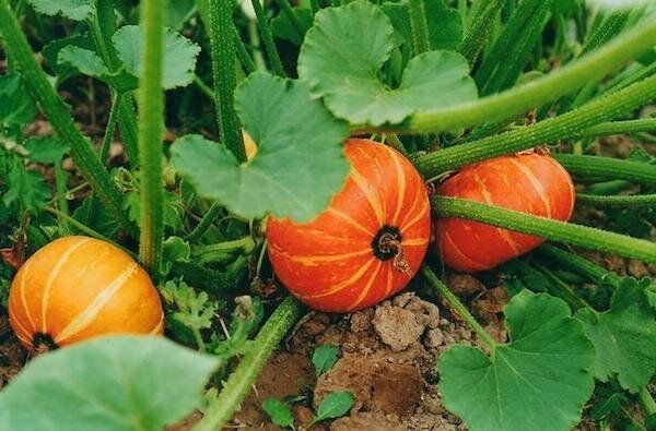 ��� ��������� ������� �����: ��� ������� ������ ��� ��������