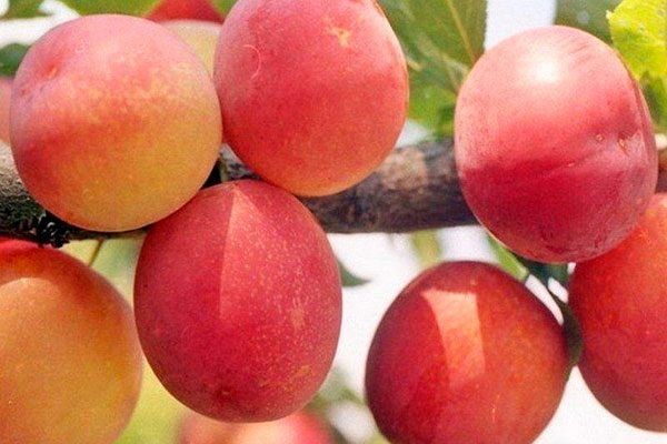 ����� ��������� ����������� ����� ���������� ��������