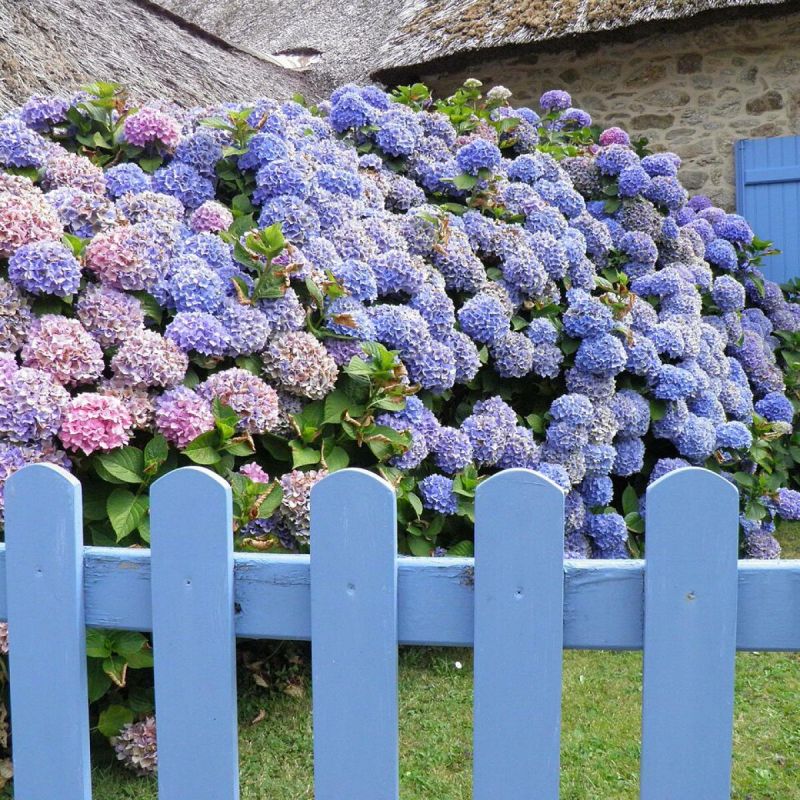Как вырастить пышную гортензию: простые секреты успешной посадки