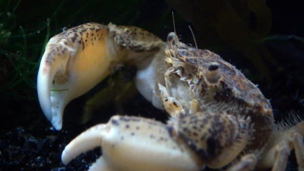 ������������� ����������� ����