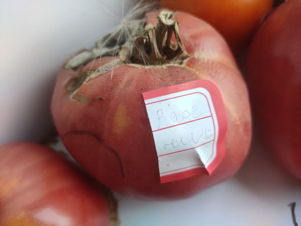 Как собрать семена с огорода: полезные советы для садоводов