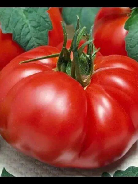 Томат Сибирский медведь: как вырастить гиганта с потрясающим вкусом