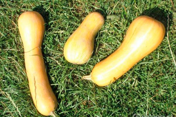 Тыква Арабатская: уникальный сорт с чудесным вкусом и секретами ухода