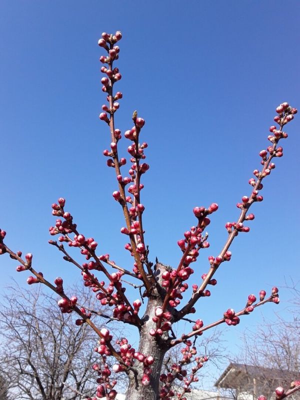 ����������� ���� ����: ��� ��������� ���� ����������� �� ������������