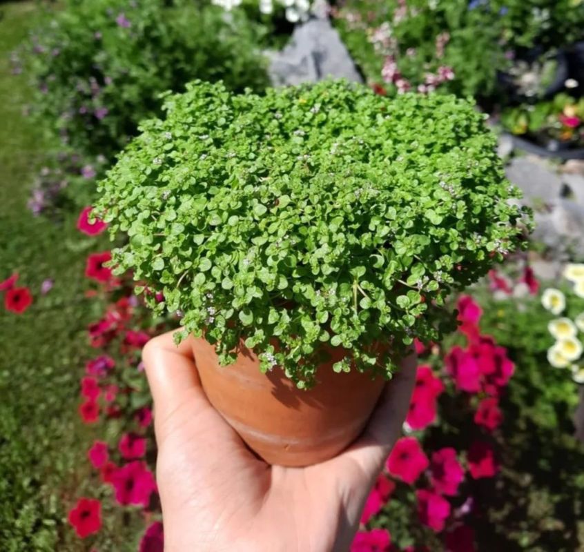 ��������: ��������� ������� ��� ������ ���� � ����