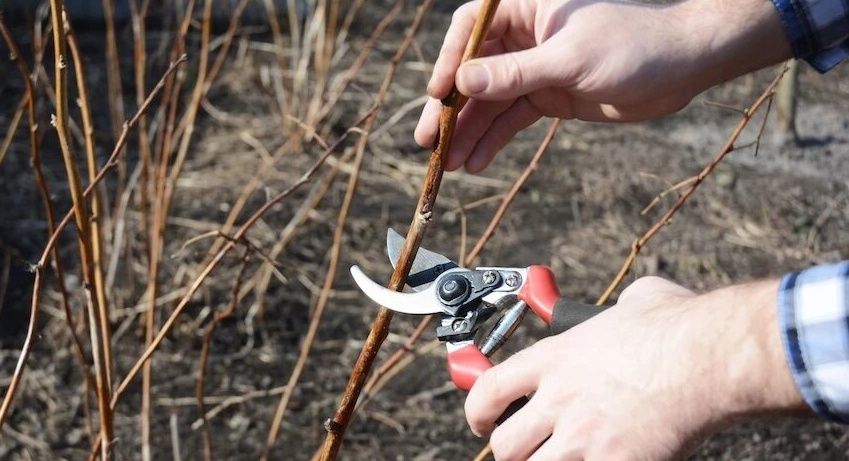 Весенние секреты обрезки ягодников для богатого урожая