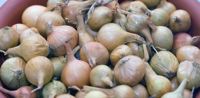 ��� ��������� ����������� ��� � �������