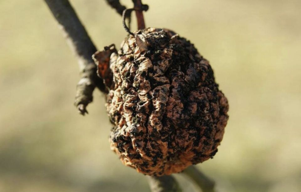 ����������� ��������� ������ � �������� ������: ���� ������ ���������������� �����