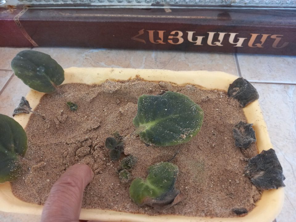 ��� ������� ���������� ����� ��� �������