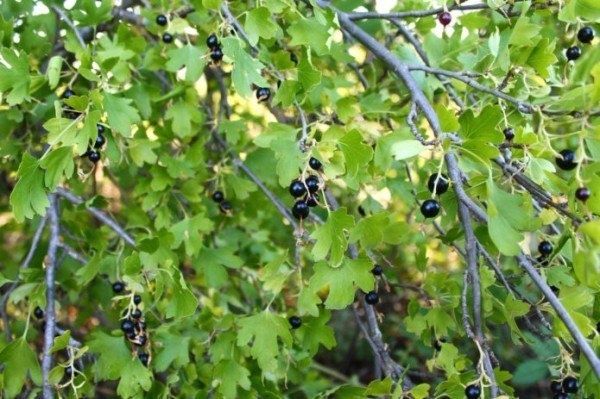 Топ сортов смородины: как выбрать идеальные ягоды для вашего сада