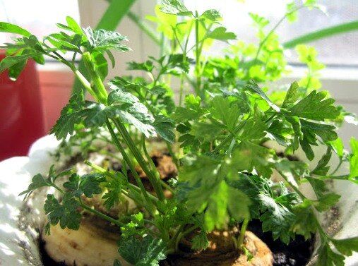 ��� ��������� ��������� �� �����������: ������� ������� �����