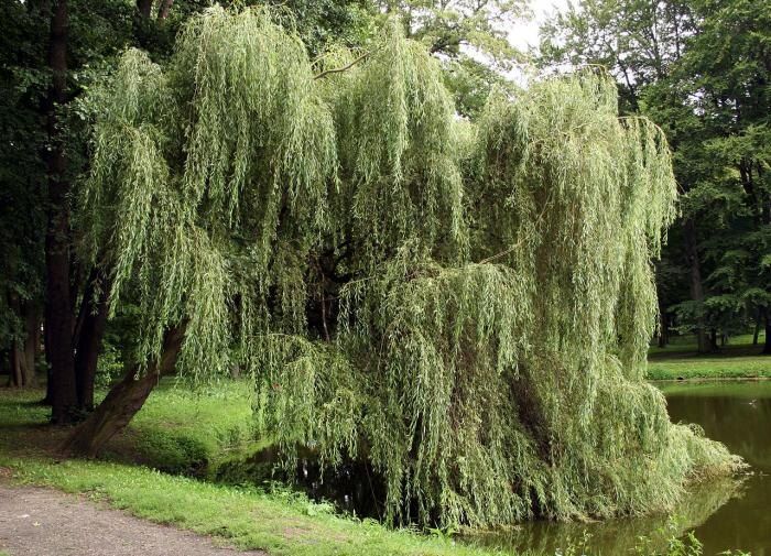 ���� �� ����: ������� �������� ������ ������