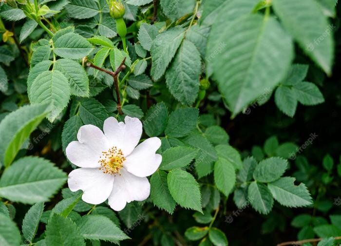 ���������� ������-������������� ��� ������ ����