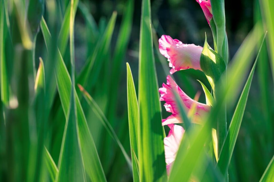 Почему гладиолусы не цветут: основные причины