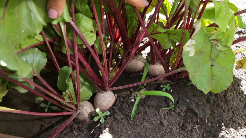 Как правильно ухаживать за свёклой в середине лета: советы по удобрению и поливу