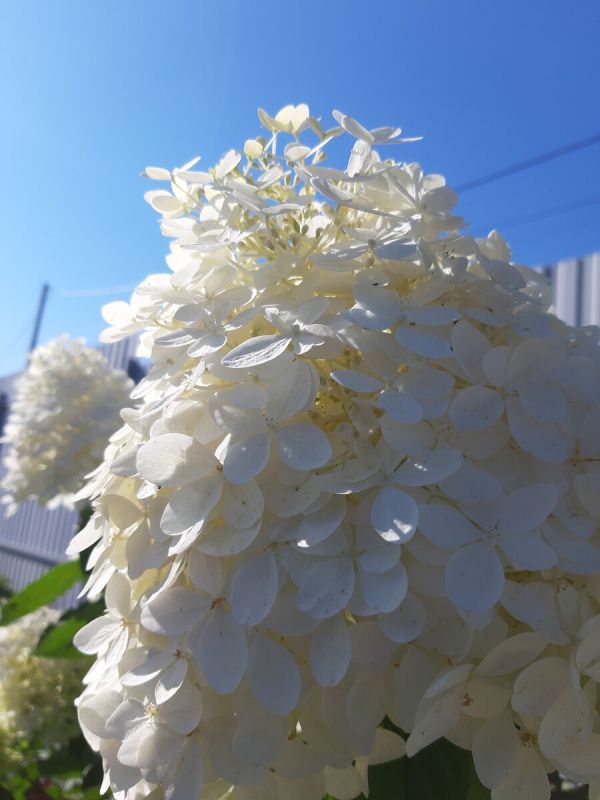 Очарование гортензии Ваниллы Фрайз