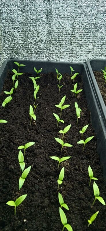 ������ ������� �� ������: �������� ������� � ����������� �������