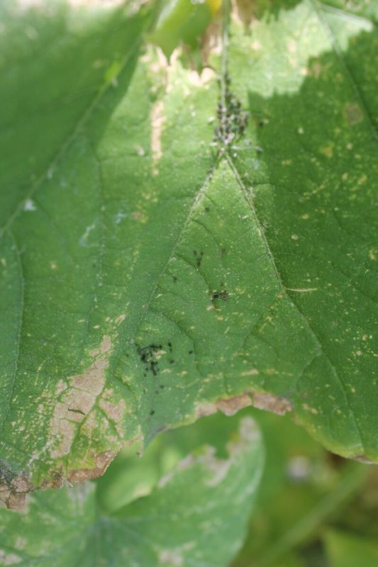 ����������� ������ ������ � ���� �� ������� �� ����� ������������