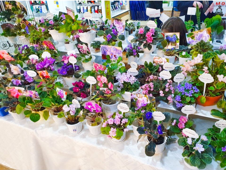 Фиалки: от скептицизма до страсти — как один разговор изменил взгляды коллекционера