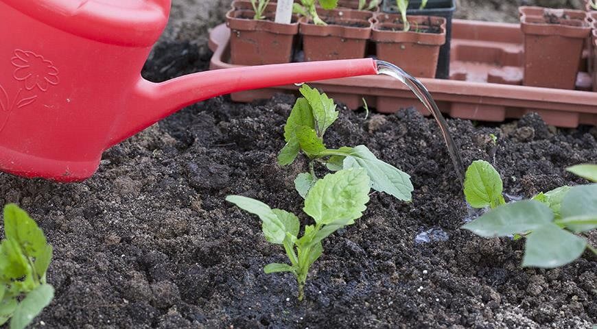 Что посадить в марте: советы по выбору семян и саженцев