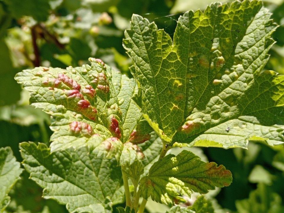 Что делать, если листья смородины краснеют и вздуваются: 2 основные причины
