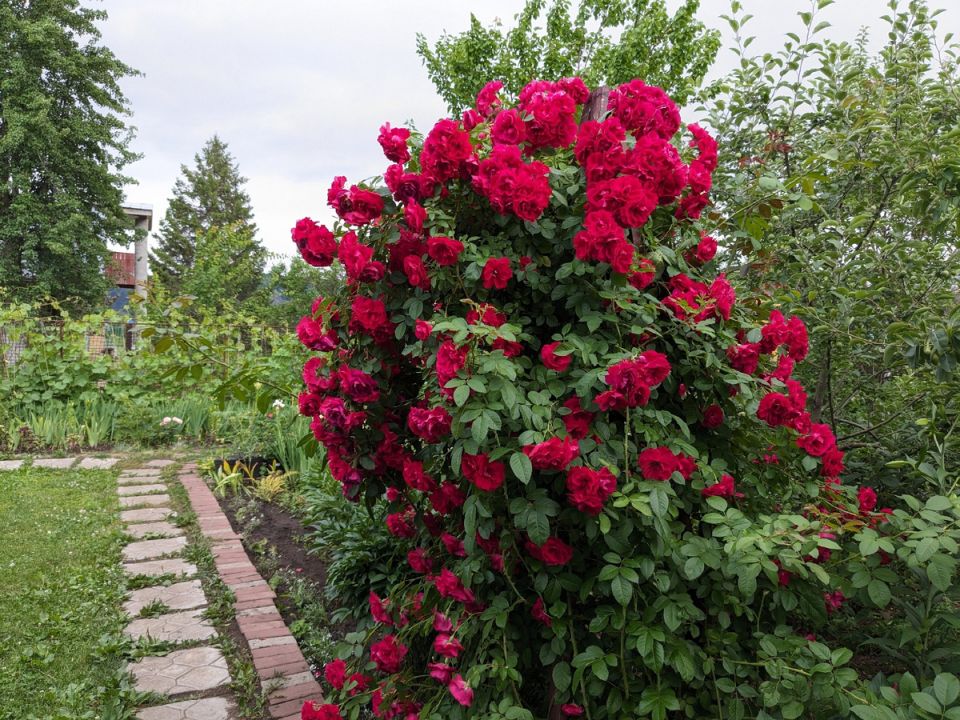 Огуречная тайна на фоне семейных традиций